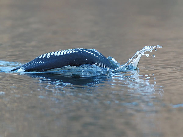 Kuikka, Black-throated Diver, Gavia arctica